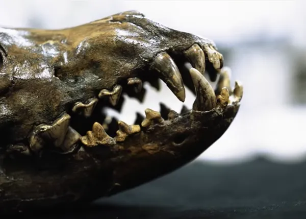 ¿La clave en la evolución y la supervivencia de los perros? Sus dientes