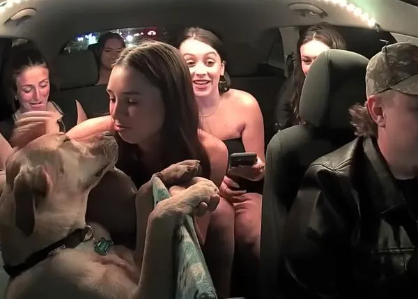 Bowie, el perro que se ha hecho uber famoso porque... viaja en un uber con su humano