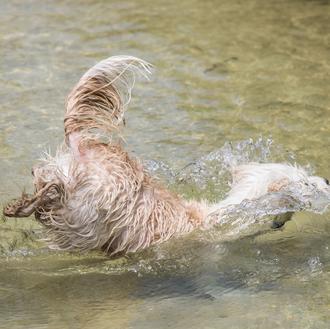 Perros frescos y bien hidratados: consejos fáciles y divertidos para …