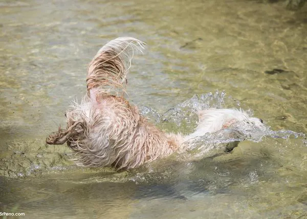 Perros frescos y bien hidratados: consejos fáciles y divertidos para el verano