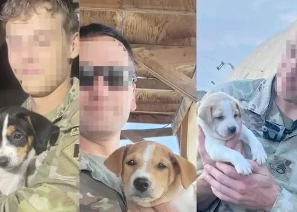 Paws of War, la organización que ayuda a rescatar a perros y gatos encontrados por soldados de EEUU en el extranjero