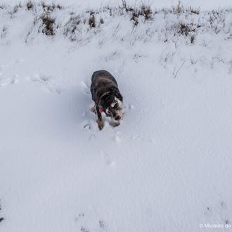 Las garrapatas no le temen al invierno: protege a tu …