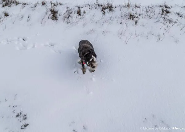 Las garrapatas no le temen al invierno: protege a tu perro todo el año