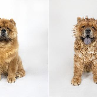 Perros mojados, perros secos: imbatibles expresiones y fotos de lo …