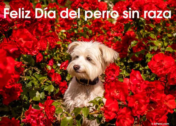 ¡Feliz Día del Perro sin Raza! El 28 de mayo es el día del Orgullo Chucho