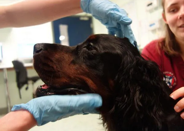Un perro se recupera de un agresivo tumor gracias a un tratamiento normalmente solo utilizado en humanos