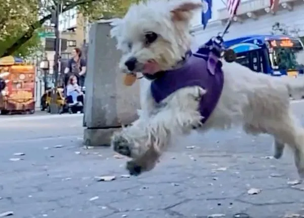 La fabulosa historia de un perro de casi 17 años que ha aprendido a dar saltos de alegría