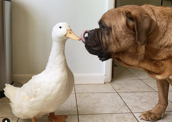 El Gran Perro Ninera George El Dogo De Burdeos Que Convive Con Patos Cerdos Gatos Srperro La Guia Para Animales Urbanos