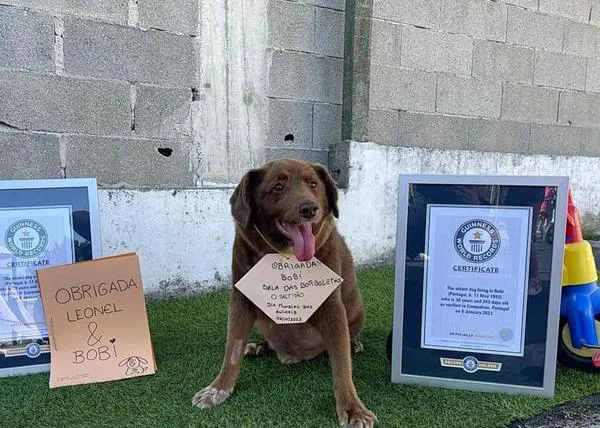 Bobi ya no es el perro más longevo de la historia y del mundo: el Guinness World Records le retira el título oficial