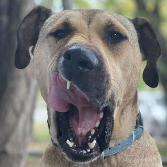 Boji, el famoso perro de Estambul que recorría la ciudad …