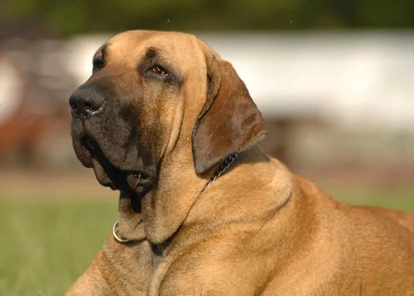 Los veterinarios británicos piden acabar con la (ineficaz) legislación basada en las razas de los perros