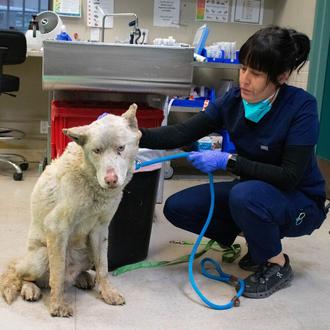 Cientos de perros y otros animales evacuados y también heridos …