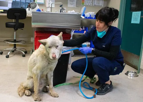 Cientos de perros y otros animales evacuados y también heridos ante los devastadores incendios de California