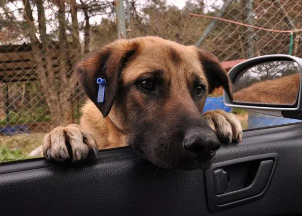 La vida de miles, ¿millones? de perros de la calle en Turquía se decide esta semana en el Parlamento