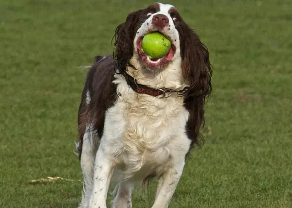 Los juegos felices de un perro ciego (y cómo ayudar a canes que han perdido la vista)