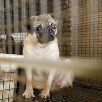 Nueva York prohibirá la venta de perros, gatos y conejos …