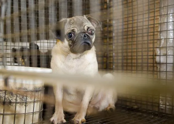 Nueva York prohibirá la venta de perros, gatos y conejos en tiendas, solo podrán tener animales en adopción