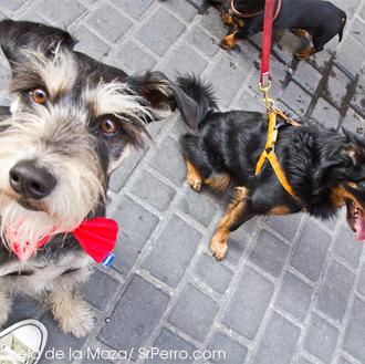 Nuevo Perro Walk en Madrid: disfruta paseando con tu can …