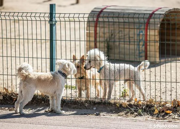 No existe el perro alfa: la teoría de la superdominancia y el comportamiento social de los canes en familia