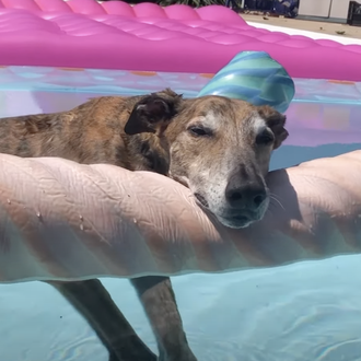 Clase de natación: clase de relax canino elevado al cubo …