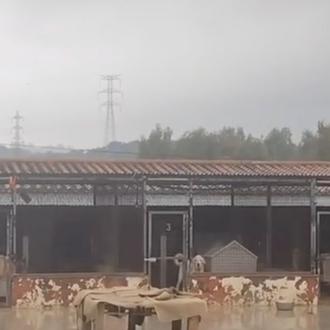 La perrera de Los Barrios necesita casas de acogida temporales …