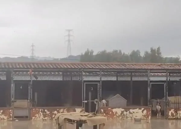 La perrera de Los Barrios necesita casas de acogida temporales para sus perros y tambièn el Ayuntamiento de Huelva