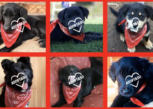 Negro Matapacos, el famoso perro chileno, inspira a los artistas y una campaña de adopción especial