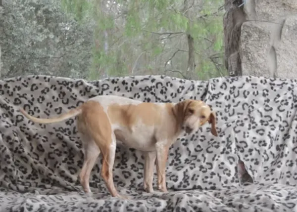 Un versión muy GUAU de Despacito con perros en adopción, un temazo viral para hacer visibles a los invisibles