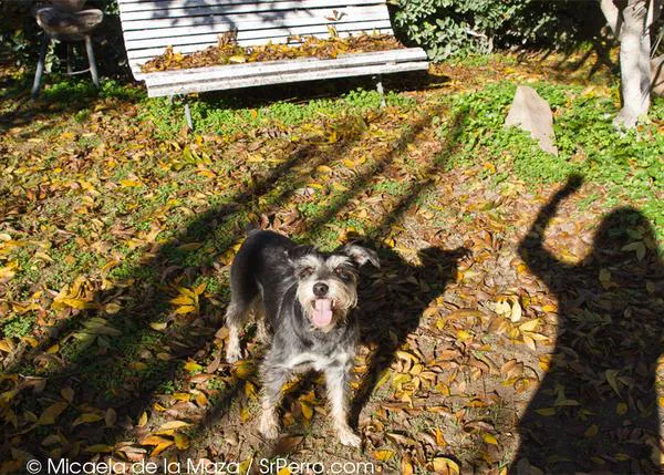 Prohibido pasear con perro en los parques de Torrelodones: ojo con las multas