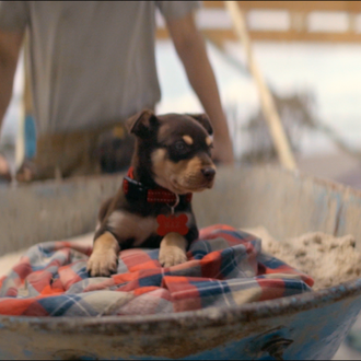 El amor que nunca cambia: un hombre y su perro …