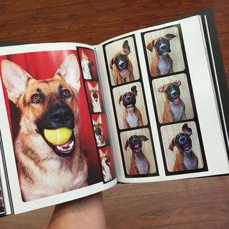 Los perros del fotomatón: canes adoptables y adoptados ahora en …