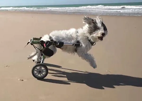 Otto, el perro más feliz del mundo a lomos de su silla de ruedas, protagoniza un genial reportaje en Patas Arriba