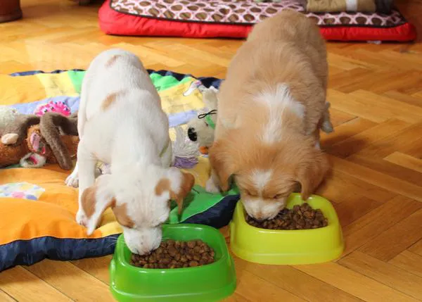 Recomendaciones de expertos veterinarios a la hora de seleccionar la comida de un perro