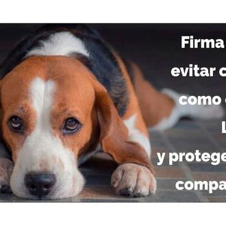 Los veterinarios se unen contra la norma que regula cómo …