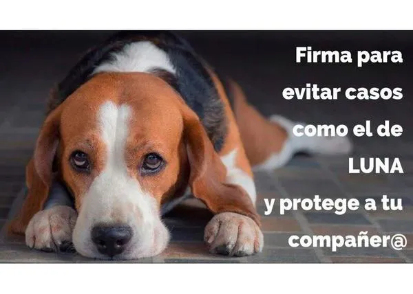 Los veterinarios se unen contra la norma que regula cómo han de recetar medicamentos, que ya ha causado la muerte de una perra