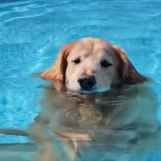 El perro adicto a la piscina: Duke, un genial Golden …