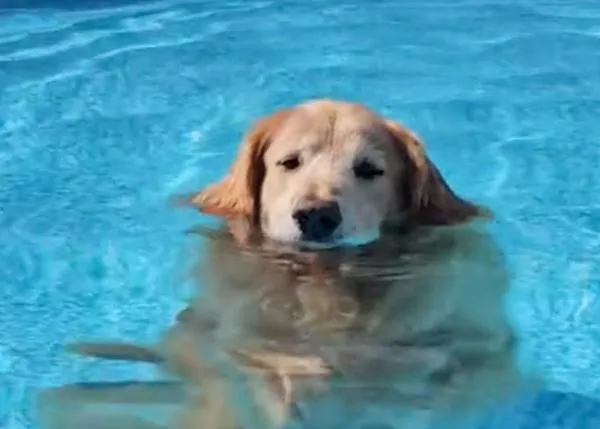 El perro adicto a la piscina: Duke, un genial Golden Retriever al que no hay quien saque del agua