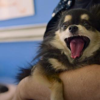 La gran lección de los perros viejitos que son adoptados …