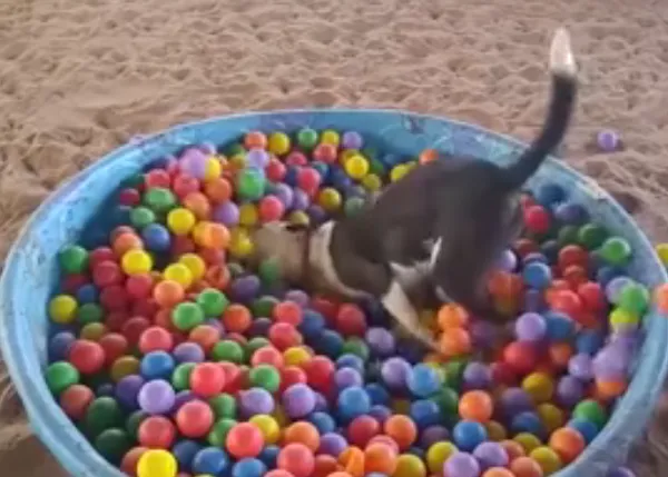Felicidad perruna en estado puro y cómo emularla: todos los perros se merecen... ¡una piscina de bolas!