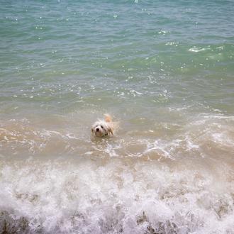 Los perros vuelven a la playa en octubre y... ¡pisan …