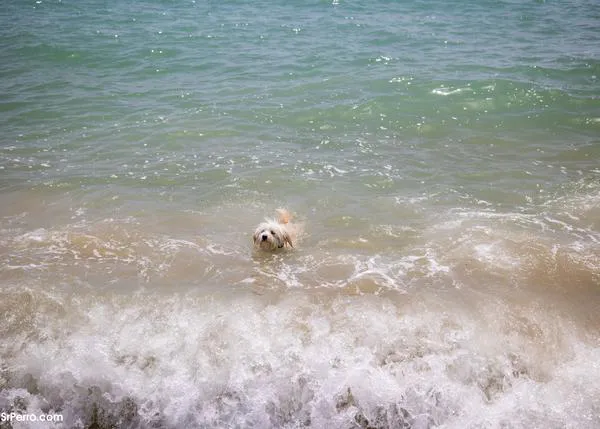 Los perros vuelven a la playa en octubre y... ¡pisan la arena de Cádiz por primera vez!