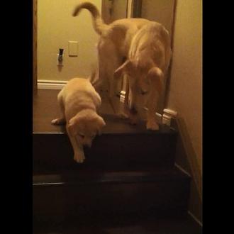 Un SrPerro enseña a una SrtaCachorrita a bajar las escaleras …