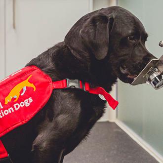 Los perros pueden detectar el cáncer en otros perros con …