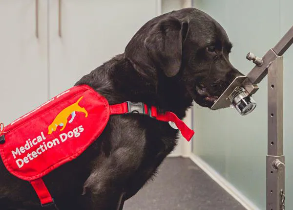 Los perros pueden detectar el cáncer en otros perros con gran fiabilidad, su olfato permitiría un diagnóstico no invasivo y rápido