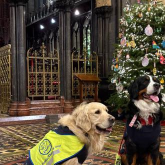 La preciosa celebración navideña en la Catedral de Christchurch con …