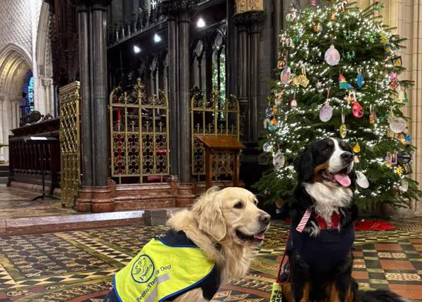 La preciosa celebración navideña en la Catedral de Christchurch con perros que aportan felicidad a las personas todo el año