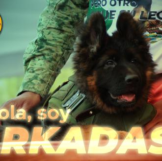 Arkadas, el cachorrote que Turquía regala a México en honor …