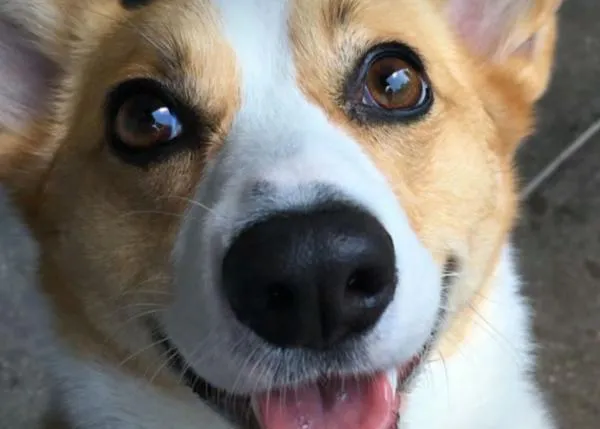 Una Corgi se ha hecho famosa porque ha aprendido lengua de signos ella sola, ¡observando a sus humanos!