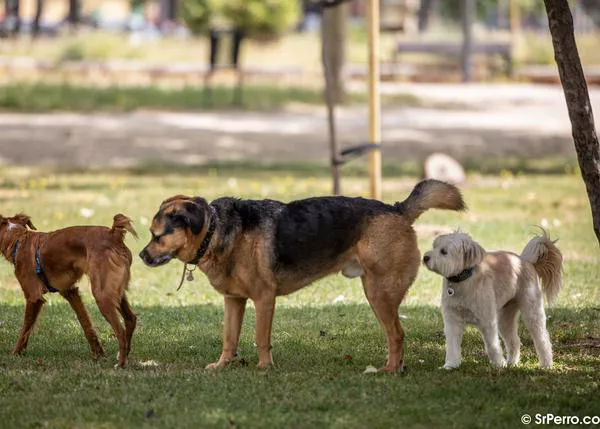 ¿Por qué los perros olisquean culos? La comunicación química entre canes