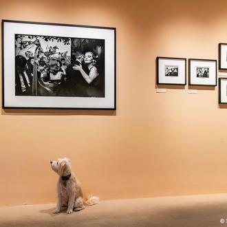 El fotógrafo que ladraba a los perros: la gran expo …